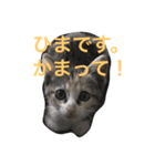 play with a cat（個別スタンプ：5）
