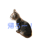 play with a cat（個別スタンプ：6）
