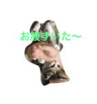 play with a cat（個別スタンプ：7）