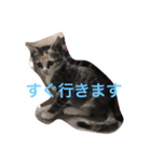 play with a cat（個別スタンプ：8）