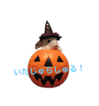 寿司チンチラ（個別スタンプ：1）