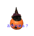 寿司チンチラ（個別スタンプ：2）