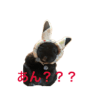 寿司チンチラ（個別スタンプ：3）