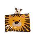 寿司チンチラ（個別スタンプ：11）