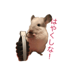 寿司チンチラ（個別スタンプ：15）