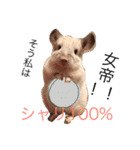 寿司チンチラ（個別スタンプ：24）