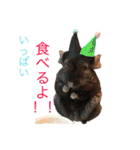寿司チンチラ（個別スタンプ：37）