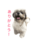 パフたん（個別スタンプ：5）