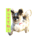 パフたん（個別スタンプ：8）