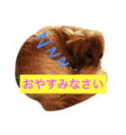 かわいい犬のメッセージ（個別スタンプ：1）