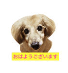 かわいい犬のメッセージ（個別スタンプ：2）