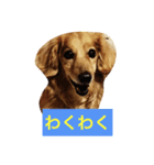 かわいい犬のメッセージ（個別スタンプ：3）