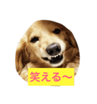 かわいい犬のメッセージ（個別スタンプ：5）