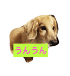 かわいい犬のメッセージ（個別スタンプ：7）