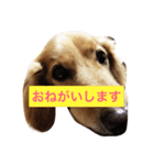 かわいい犬のメッセージ（個別スタンプ：8）