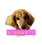 かわいい犬のメッセージ（個別スタンプ：11）