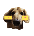 かわいい犬のメッセージ（個別スタンプ：14）