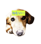 かわいい犬のメッセージ（個別スタンプ：16）