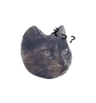 コネ猫（個別スタンプ：2）