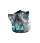 コネ猫（個別スタンプ：3）