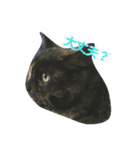 コネ猫（個別スタンプ：6）