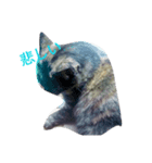 コネ猫（個別スタンプ：7）