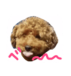 まろんちゅわんで会話しよう（個別スタンプ：6）