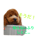 まろんちゅわんで会話しよう（個別スタンプ：11）