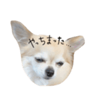 ここのきもち 2（個別スタンプ：10）