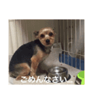 ヨーキーのまろん（個別スタンプ：7）