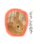 うさぎのララさん2（個別スタンプ：15）