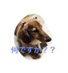 りくさんの日常（個別スタンプ：1）