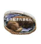 りくさんの日常（個別スタンプ：6）