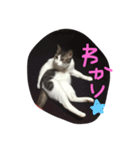kirapu stamp2（個別スタンプ：1）