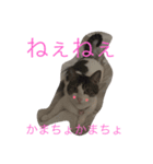 kirapu stamp2（個別スタンプ：8）