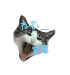 kirapu stamp（個別スタンプ：3）