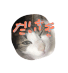 kirapu stamp（個別スタンプ：8）