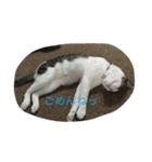 kirapu stamp（個別スタンプ：11）