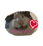 kirapu stamp（個別スタンプ：13）