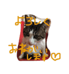 kirapu stamp（個別スタンプ：15）