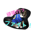 kirapu stamp（個別スタンプ：16）
