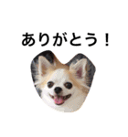 PETS！（個別スタンプ：4）