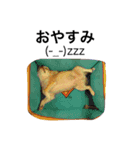 PETS！（個別スタンプ：6）