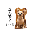 PETS！（個別スタンプ：9）