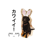 PETS！（個別スタンプ：11）