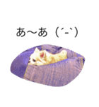 PETS！（個別スタンプ：12）