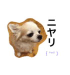 PETS！（個別スタンプ：13）