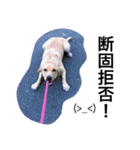 PETS！（個別スタンプ：14）