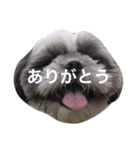 シーズー犬のモカくん2（個別スタンプ：1）