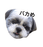 シーズー犬のモカくん2（個別スタンプ：2）
